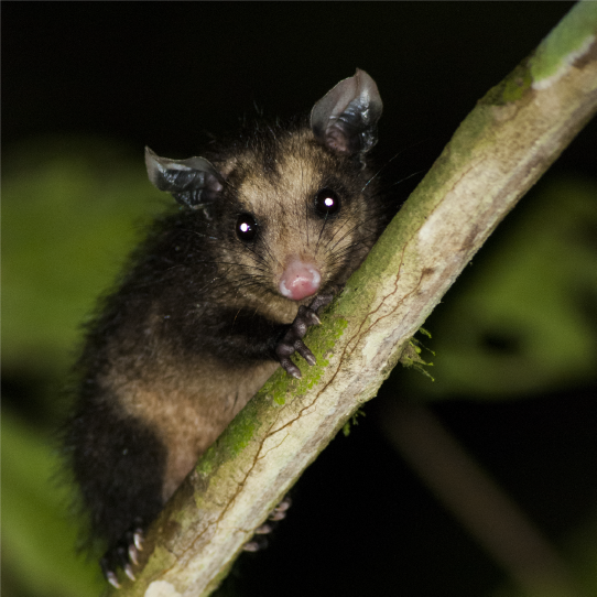 Grupos étnicos de Manu